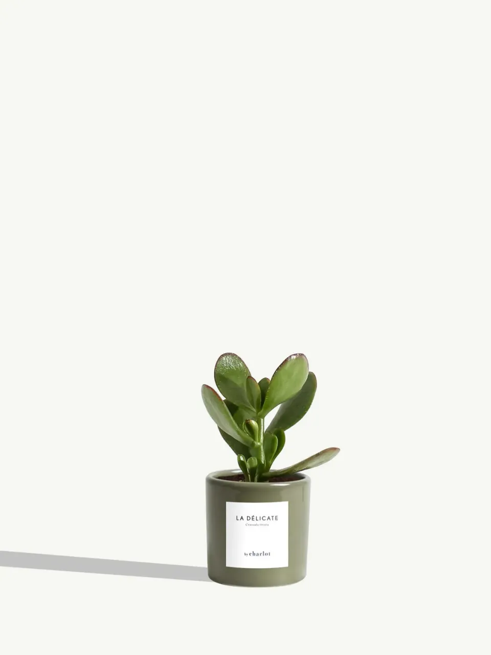 By Charlot La Délicate miniature Crassula pot 6 cm
