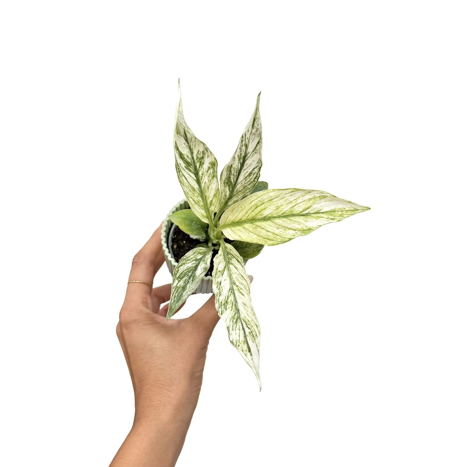 PLANT AND STORIES Sensation Variegata spathiphyllum pot 6 cm panaché