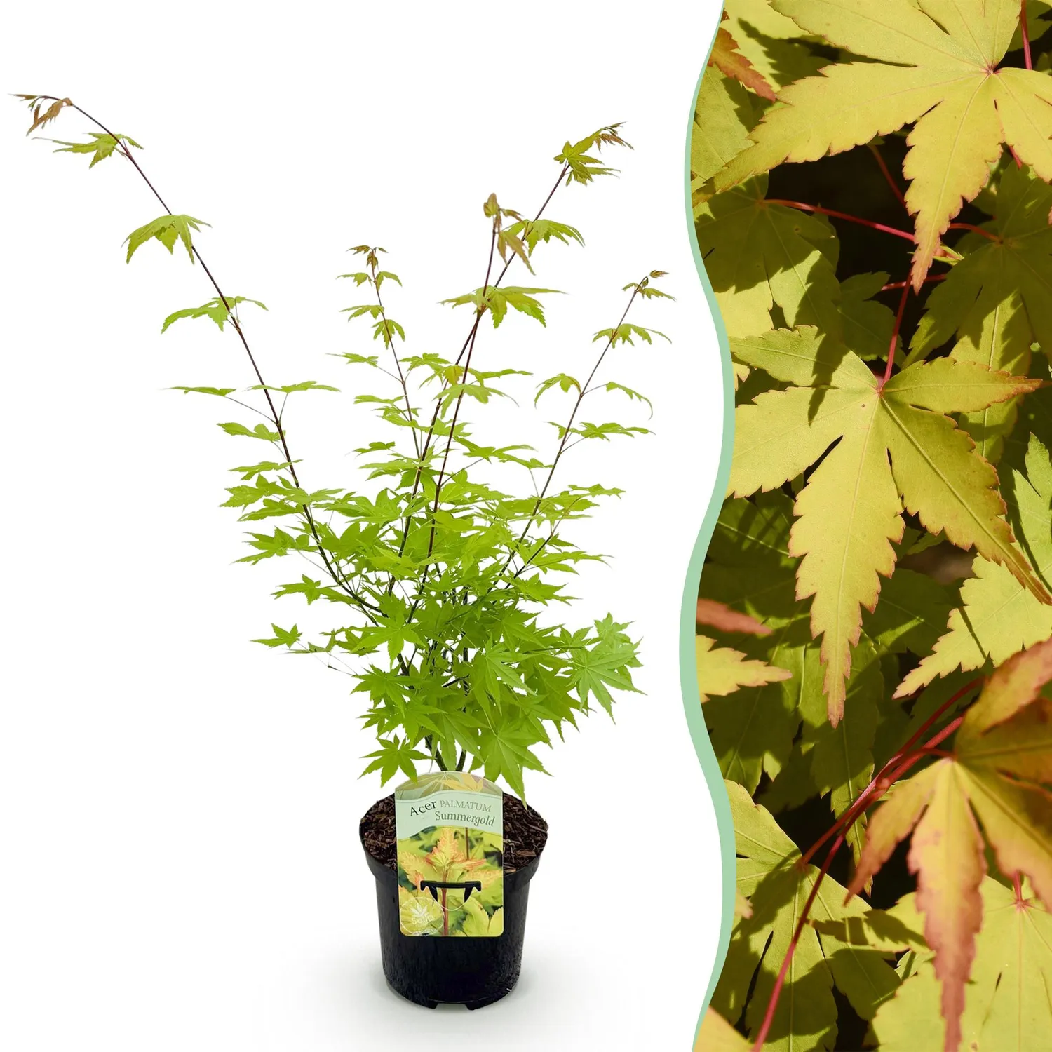 Plant and Stories Summergold érable Japon pot 19cm doré 70cm
