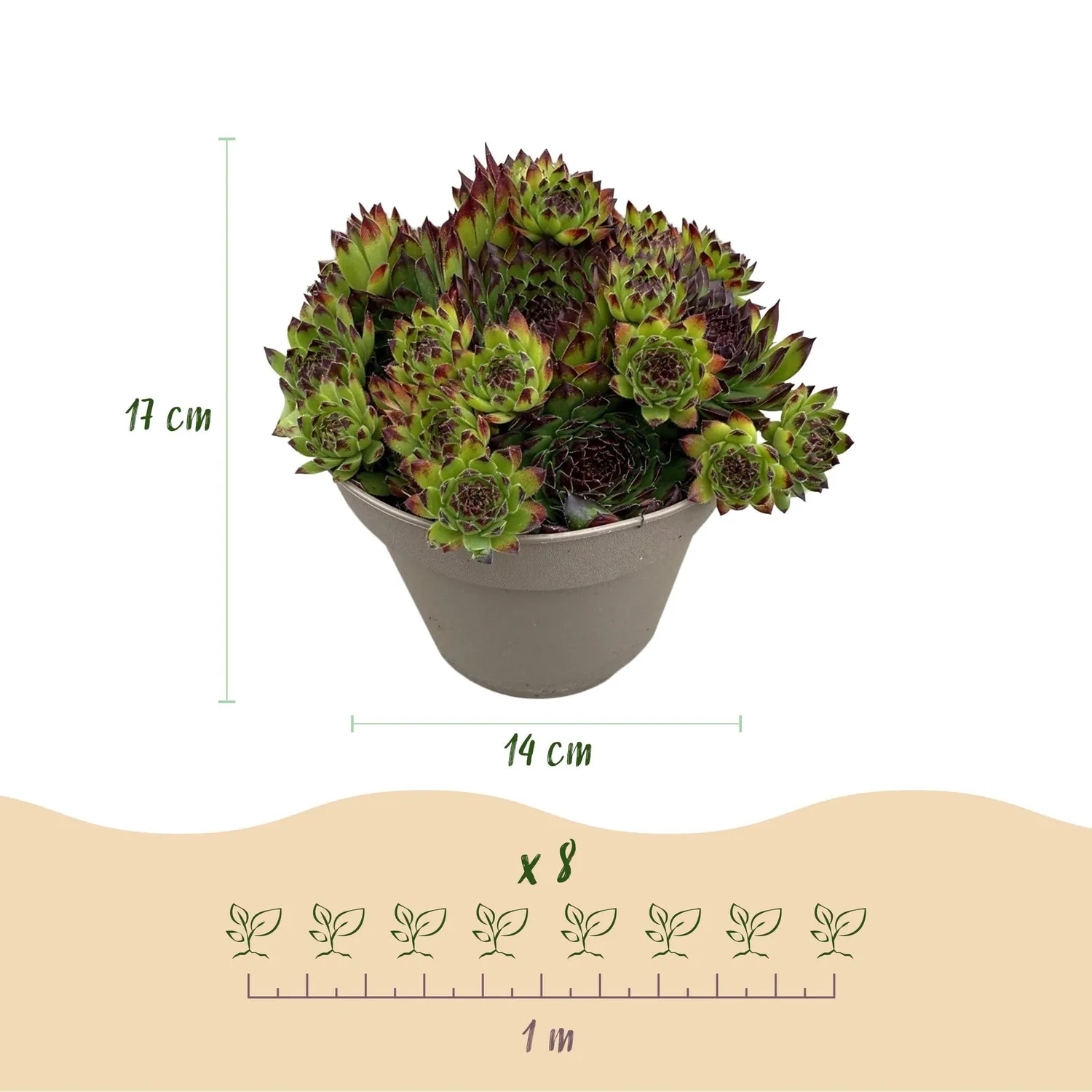 Plant and Stories Big Sam joubarbe succulente 4 plants pot 14cm