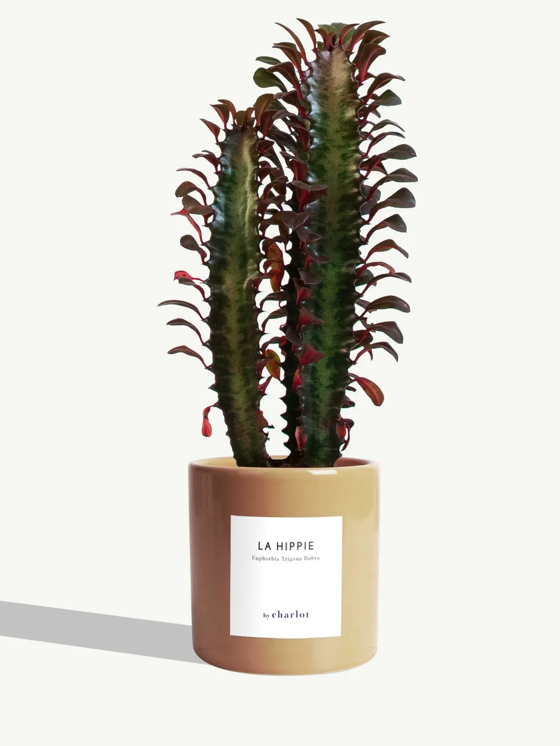 By Charlot La Hippie plante euphorbia rubra 10 cm