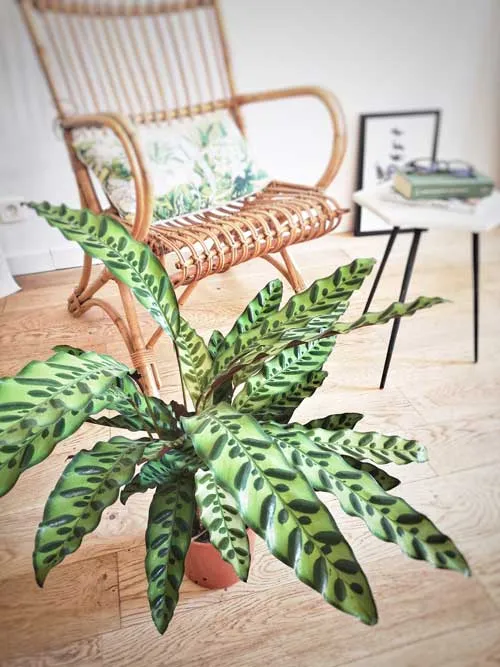 Réconciliation Végétale Romane calathea plante verte mi-ombre dessinée