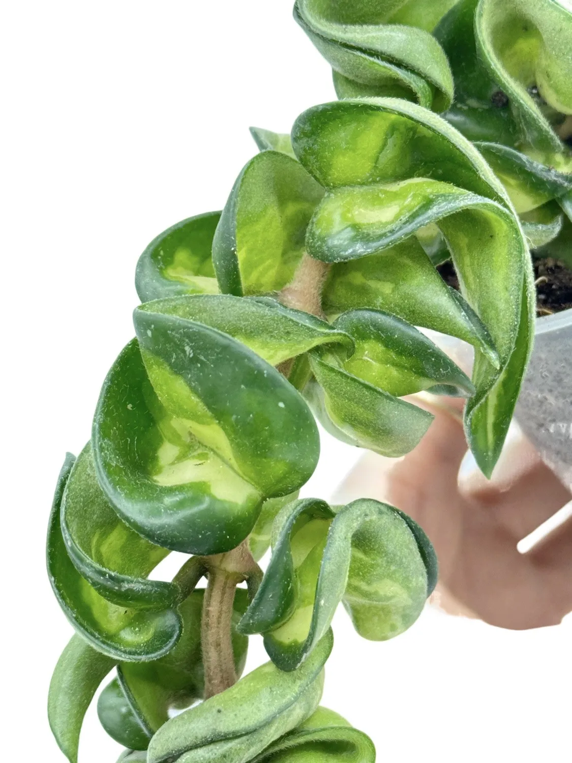 Plant and Stories Hoya Compacta Mauna Loa plante pot 6cm