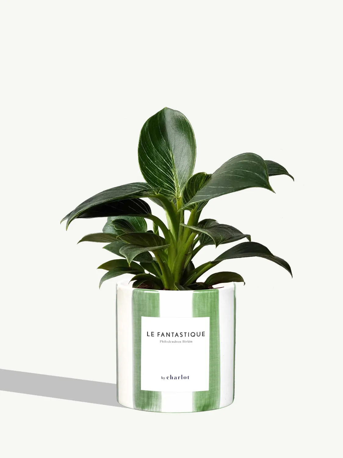 By Charlot Le Fantastique plante peperomia pot 10 cm