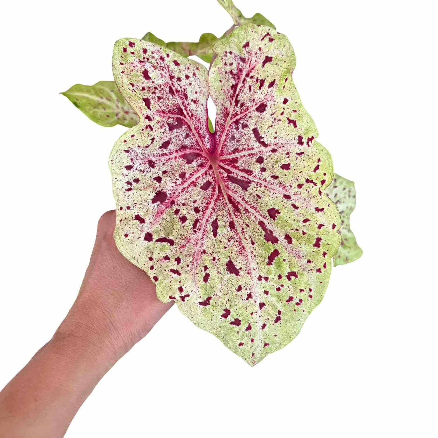 Plant and Stories Caladium Miss Muffet plante 13 cm feuillage rose