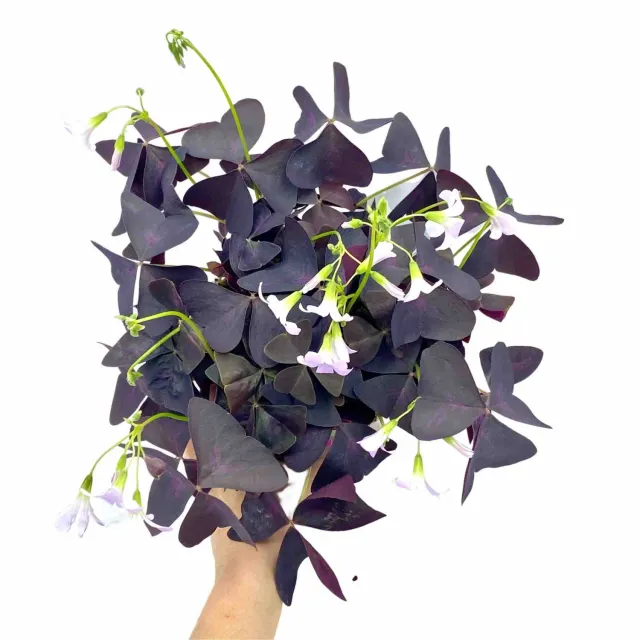 Plant and Stories Oxalis Triangularis plante pot 12 cm pourpre