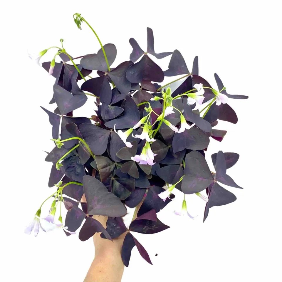Plant and Stories Oxalis Triangularis plante pot 12 cm pourpre