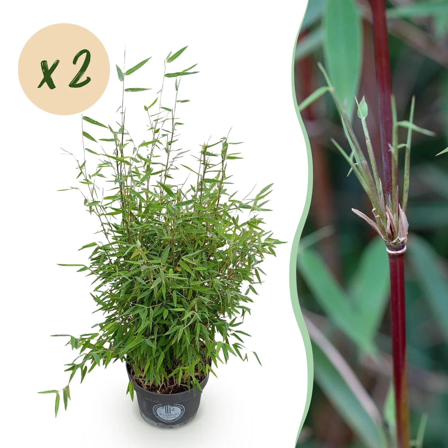 Plant and Stories Bambou Red Dragon brise-vue pot 23 cm
