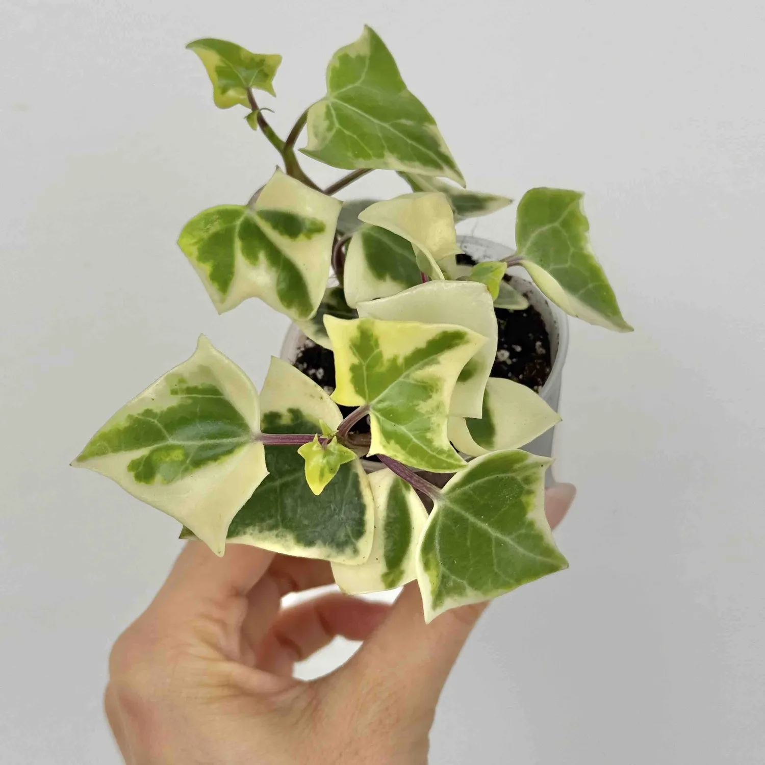 Senecio Macroglossus Variegatus succulente pot 6 cm dorée