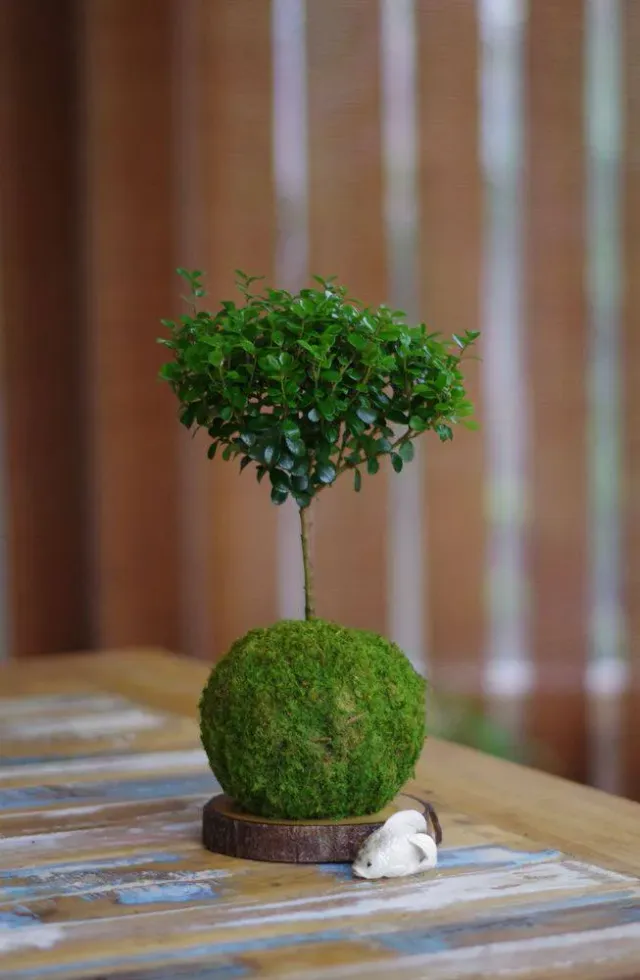 Aquaphyte Fynbos Ni kokedama myrte du Cap 12 cm