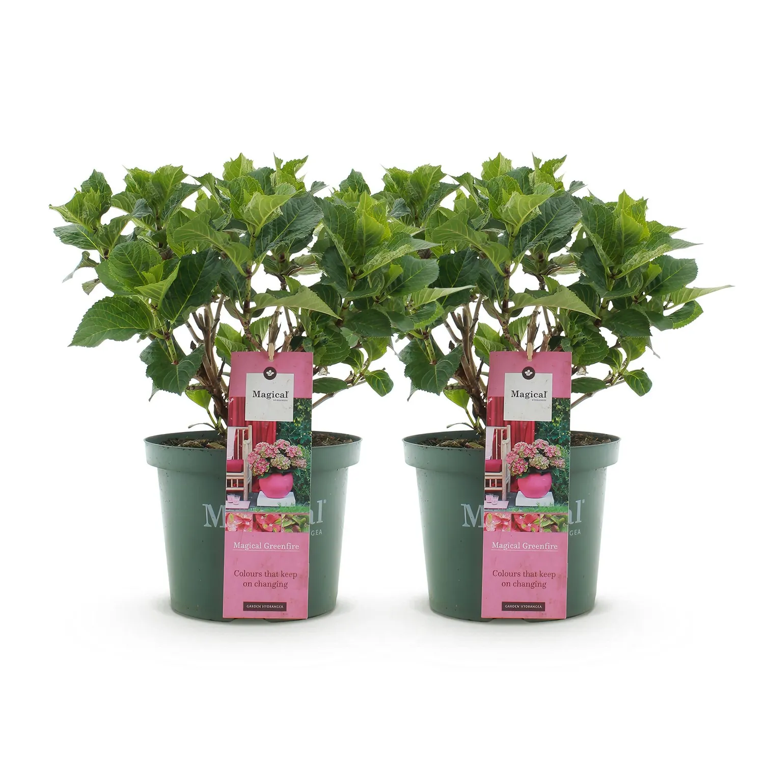 Plant and Stories Hortensia Magical Green Fire arbuste pot 23cm rose