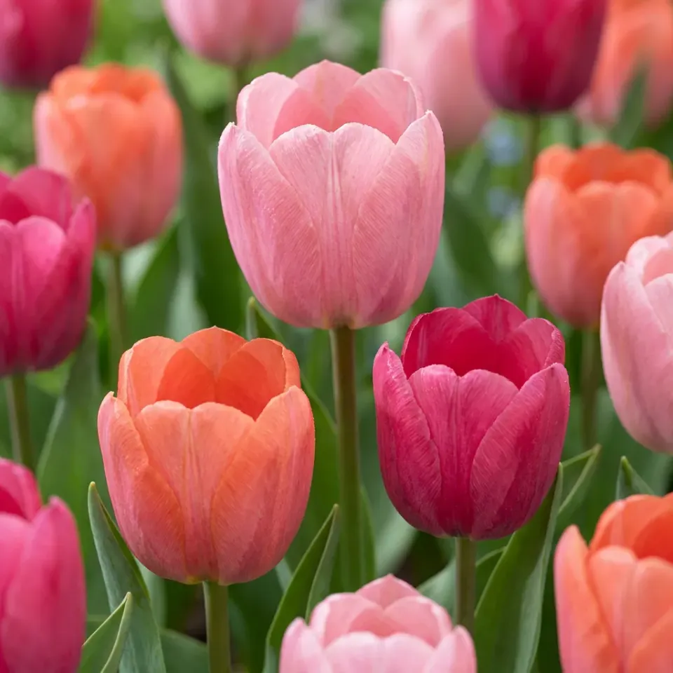 Plant and Stories Positive Vibe tulipe 20 bulbes calibre 11/12