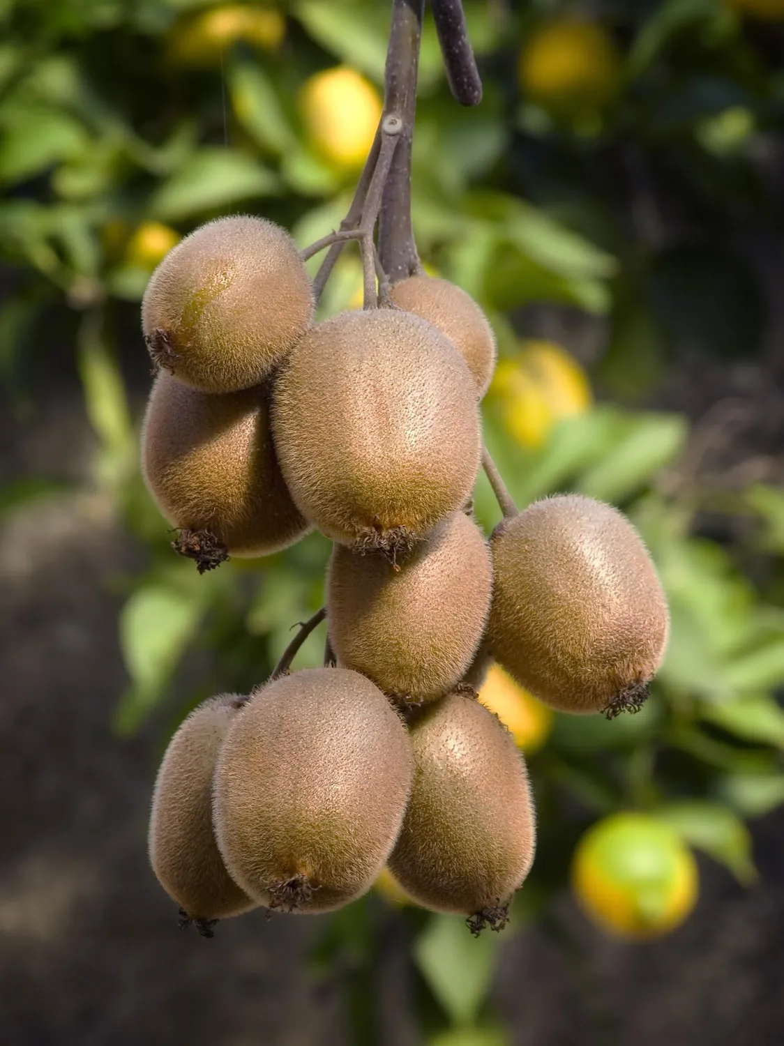 Plant and Stories Kiwi Jenny fruitier pot 13 cm autofertile