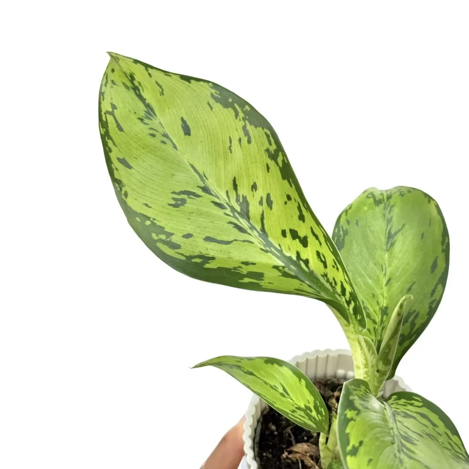 Plant and Stories Dieffenbachia Crocodile plante pot 6 cm verte