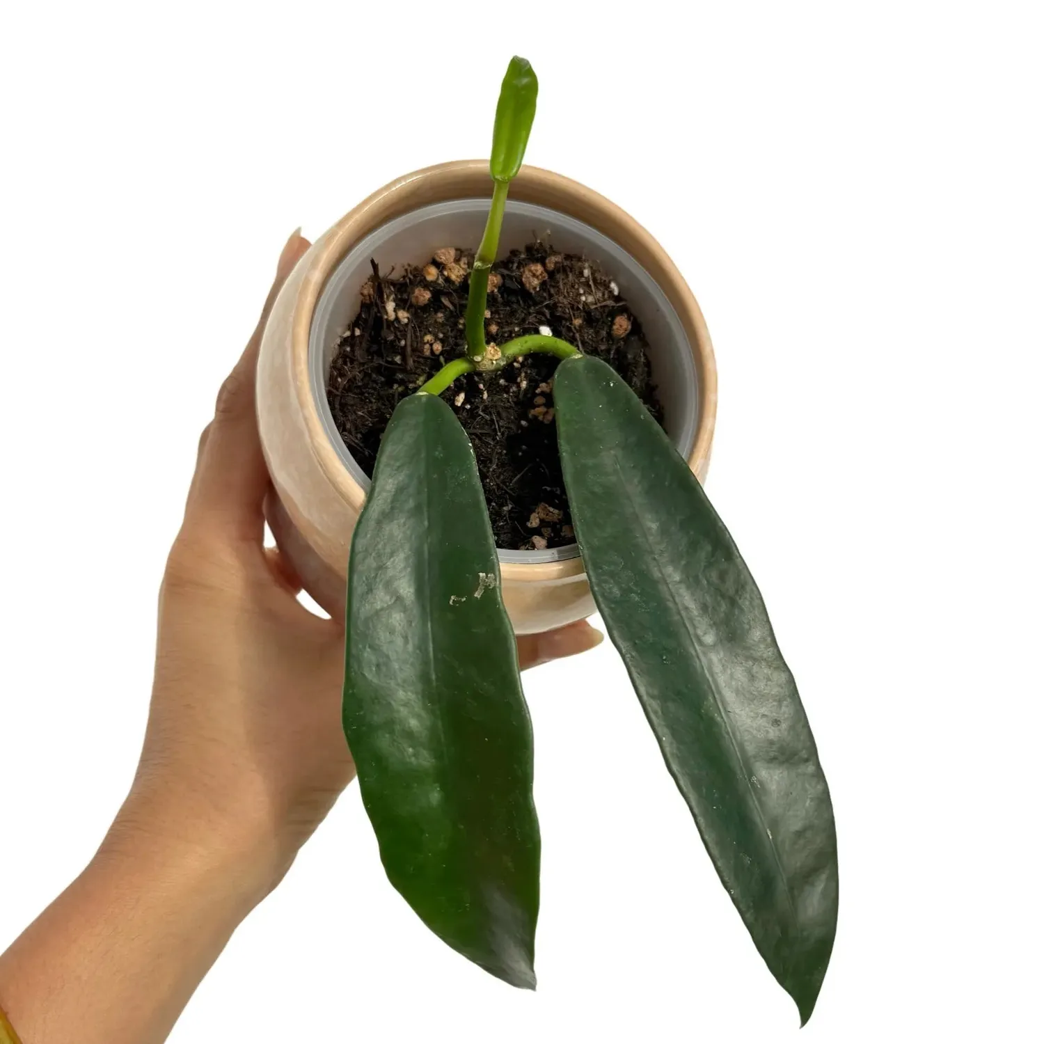 Plant and Stories Island hoya parfumé pot 10 cm