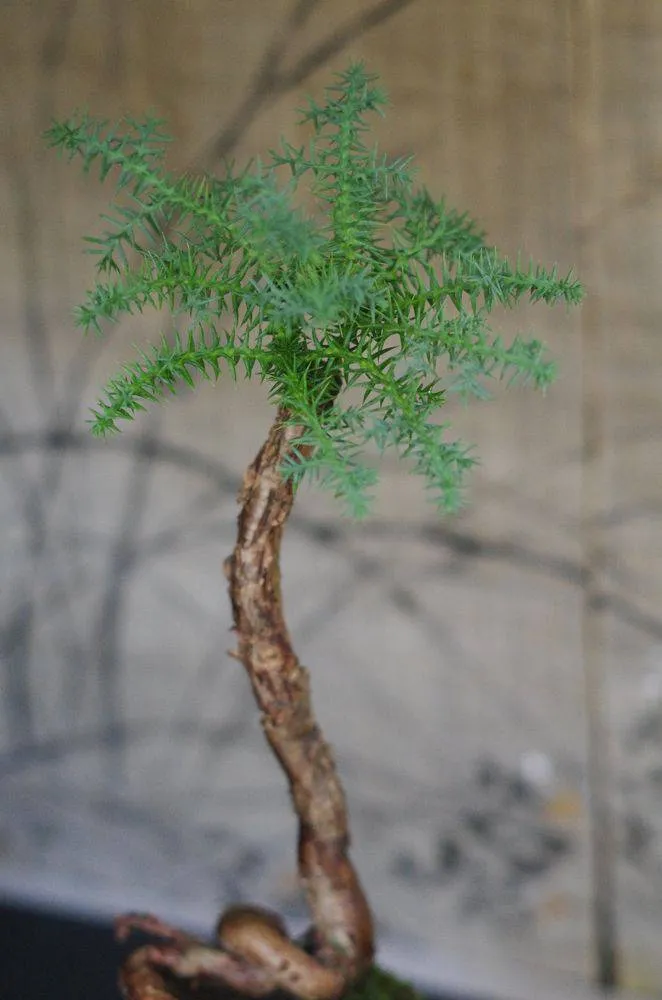 AQUAPHYTE Araucanie kokedama Ni conifère vert-gris