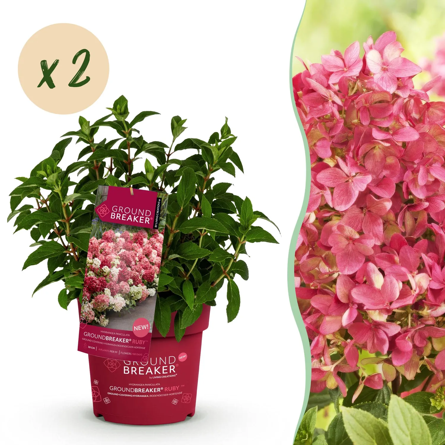 Plant and Stories Groundbreaker Ruby hortensia 1 plant rouge