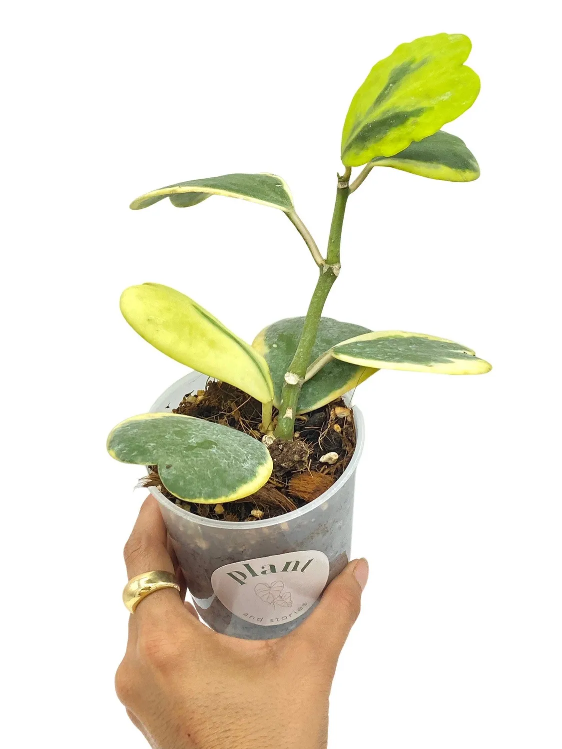 Plant and Stories Hoya Kerrii Variegata plante cœur pot 6 cm panaché