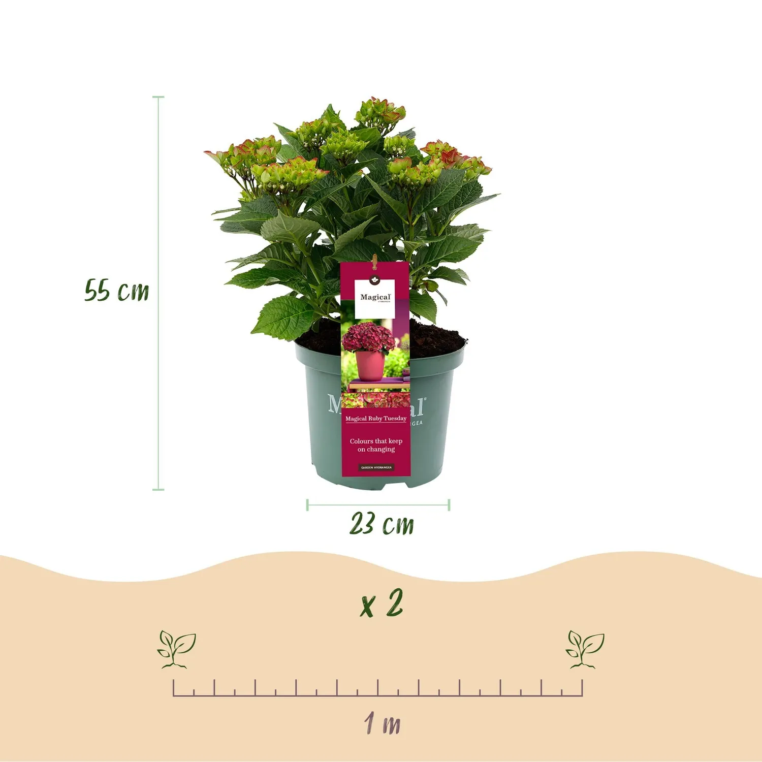 Plant and Stories Hortensia Magical Tuesday arbuste pot 23 cm fleurs rouges