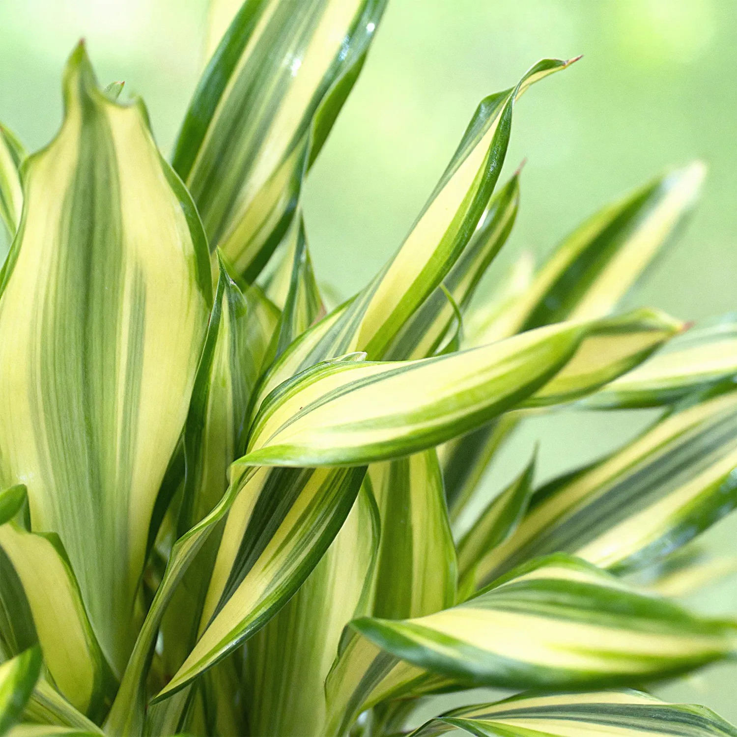 Plant and Stories Dracaena fragrans Diamond Dream pot 17cm 50-55cm
