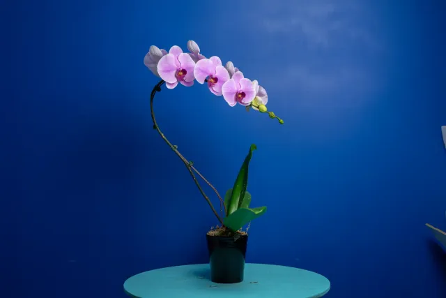 Orchidées de Prestige Sculpture 1 hampe orchidée blanche