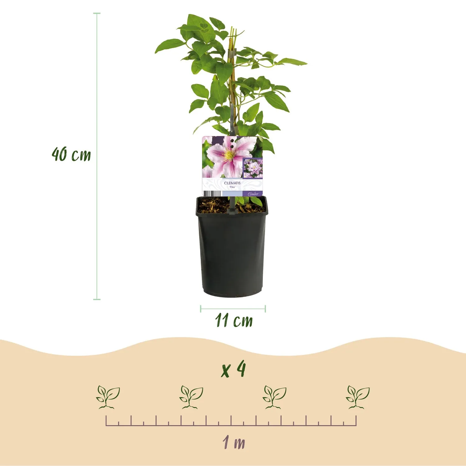 Plant and Stories Clématite Piilu plante grimpante lot 2 rose