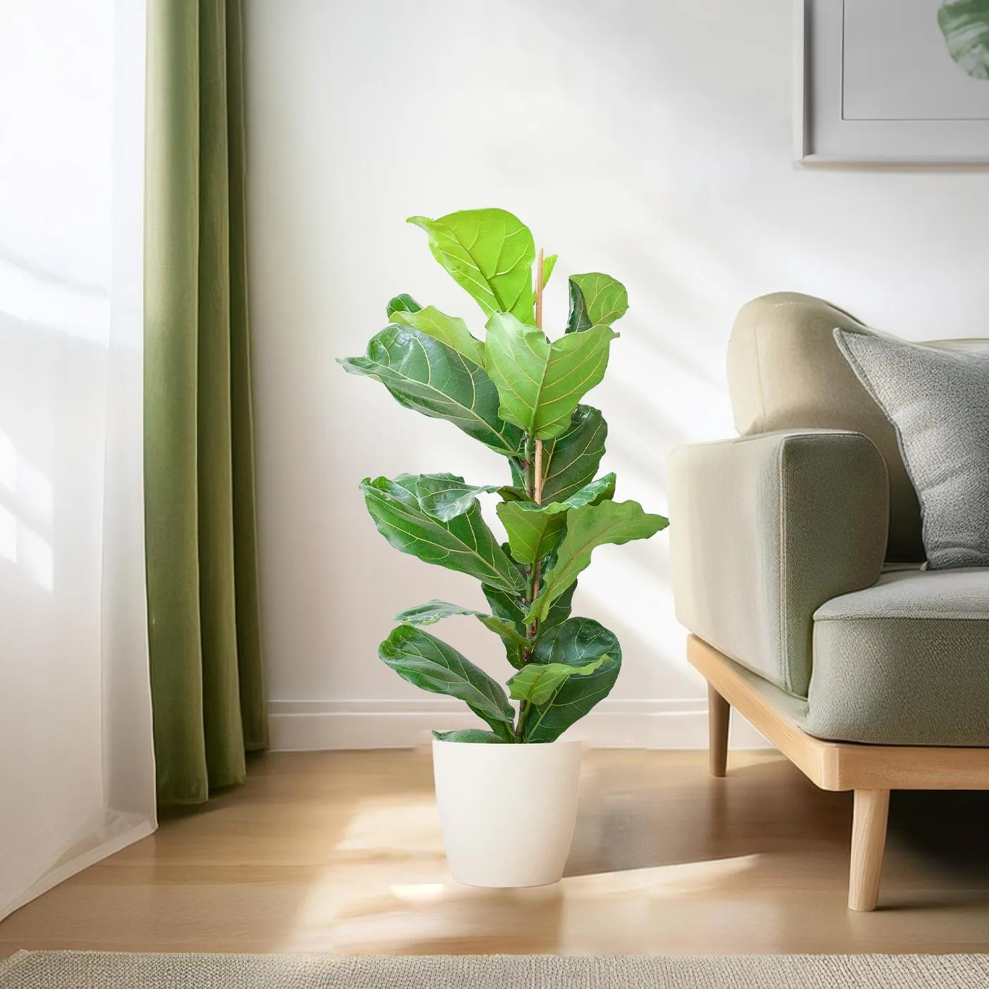 Plant and Stories Lyrata ficus pot 21 cm 75-85 cm sans cache-pot