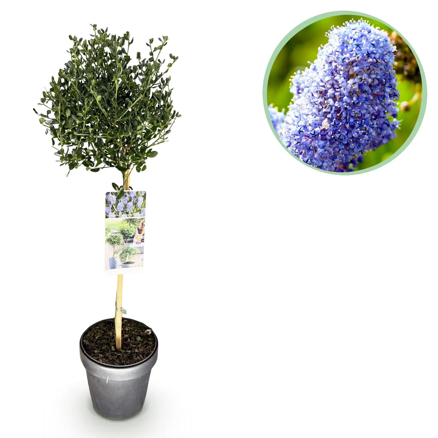 Plant and Stories Céanothe Victoria arbuste pot 19 cm 90 cm violet