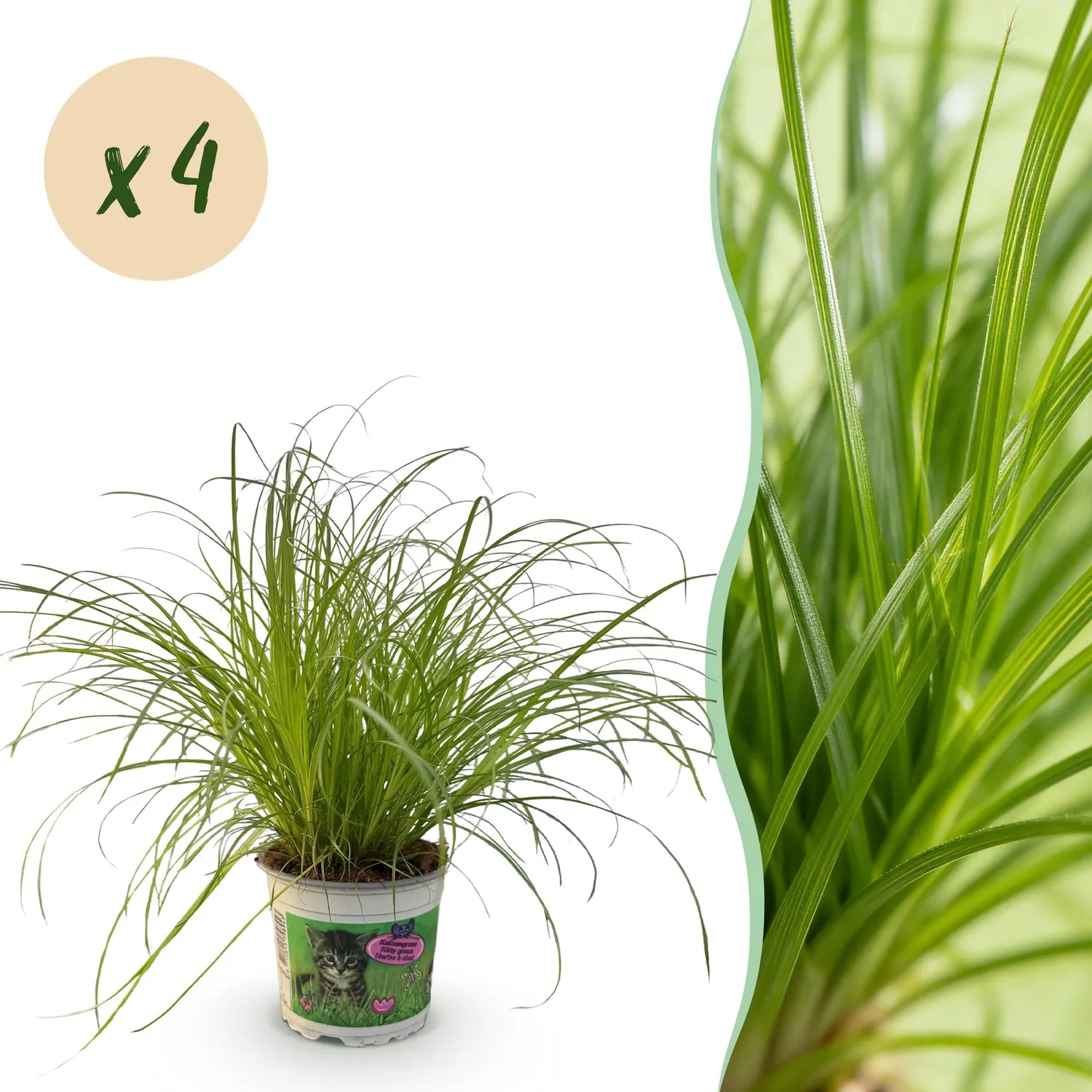 Plant and Stories Cyperus Zumula herbe à chat 12 cm