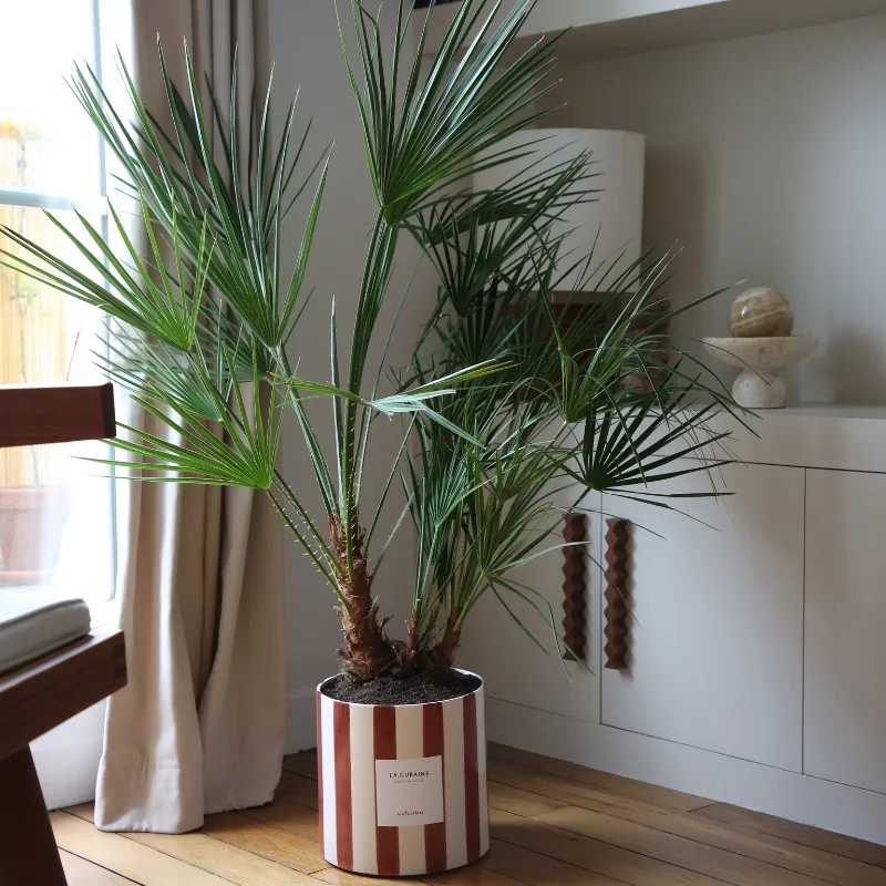 By Charlot La Cubaine palmier Chamaerops 80 cm