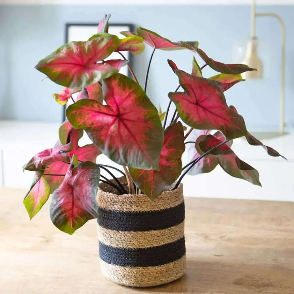 Réconciliation Végétale Caladium Florida Sweetheart plante bulbe