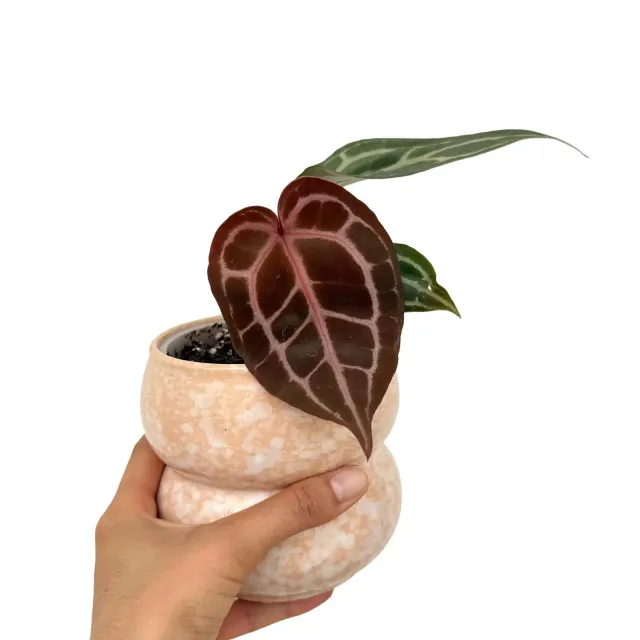 Plant and Stories Anthurium Docblock Michelle plante pot 9 cm