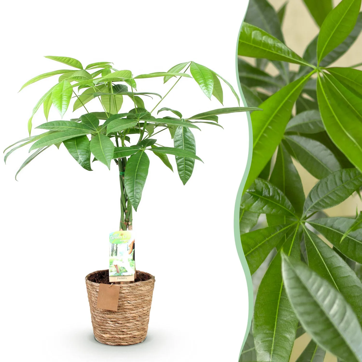 Plant and Stories Pachira Aquatica arbre à argent pot 17cm 60-70cm