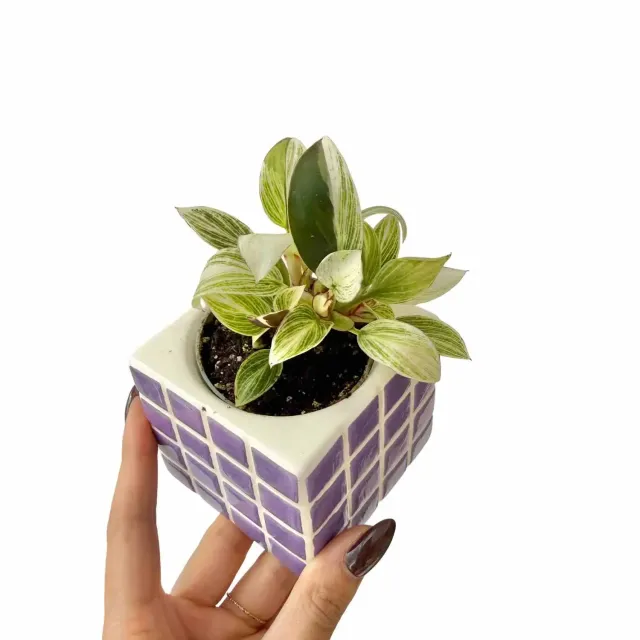 Plant and Stories Birkin White Veins philodendron 6 cm
