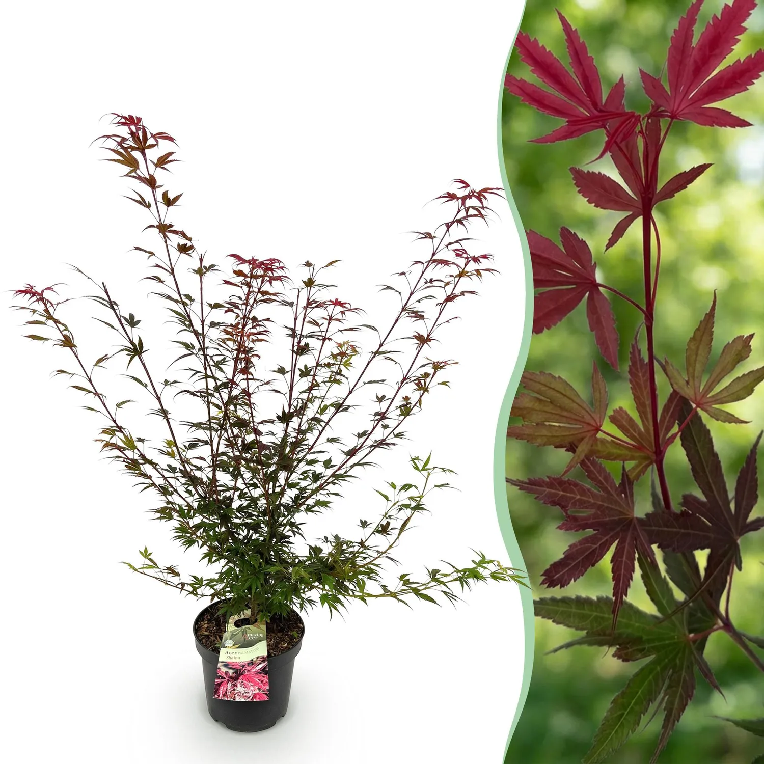 Plant and Stories Érable du Japon Shaina arbuste pot 26 cm feuillage rouge