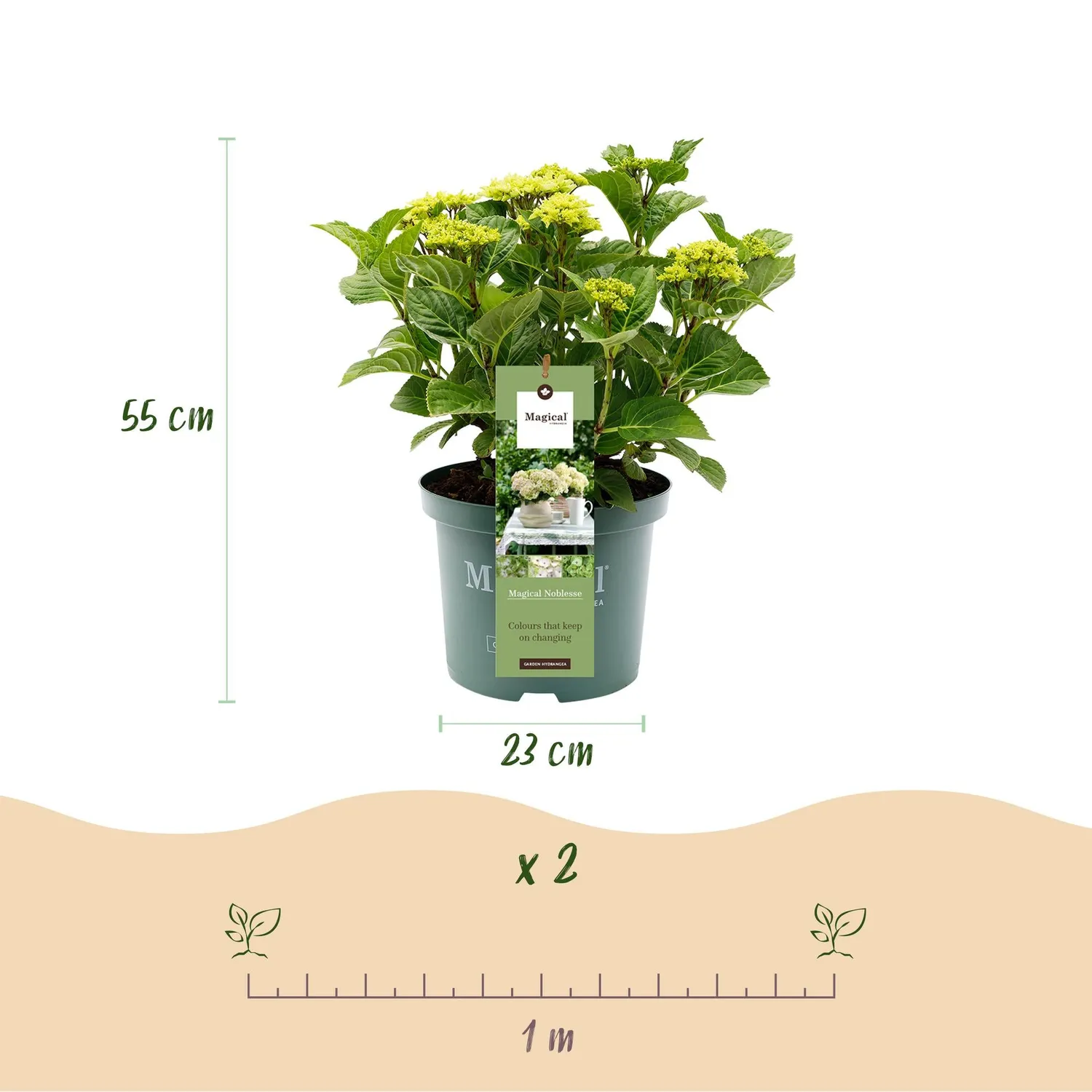 Plant and Stories Magical Nobless hortensia 1 pot 23 cm blanc