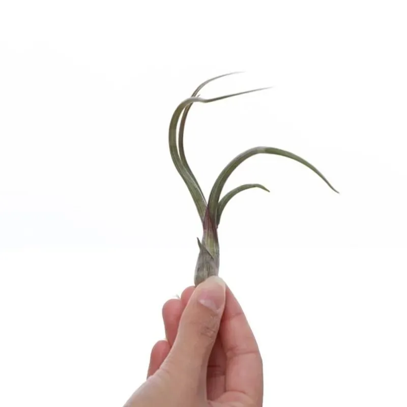 Airplantshop Baileyi plante aérienne tentacules à suspendre