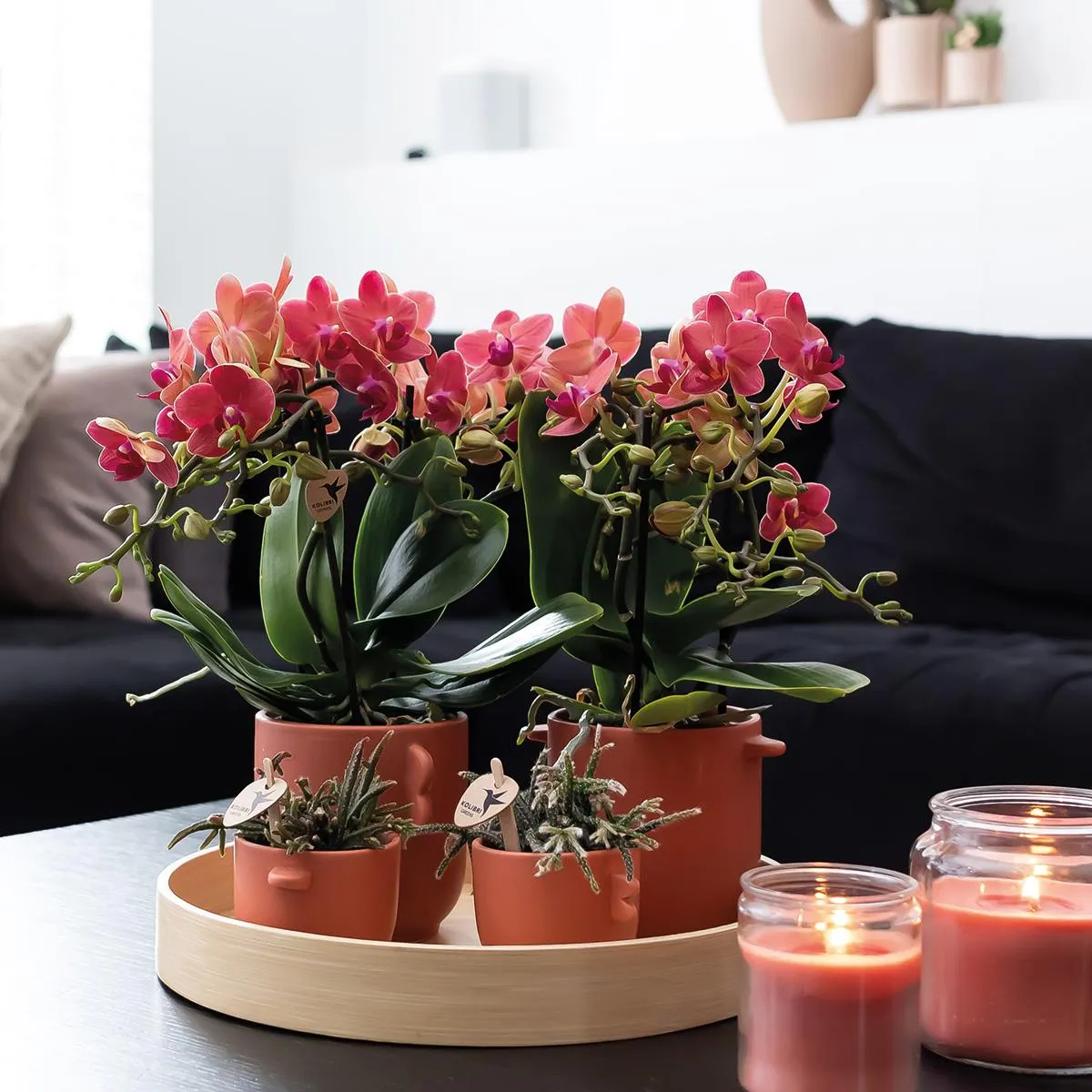 Plant and Stories Phalaenopsis Congo orchidée duo 2 pots 9 cm rouge