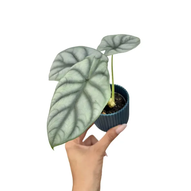 Plant and Stories Alocasia Silver Dragon plante pot 6cm argentée