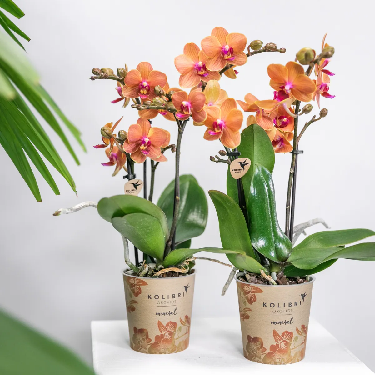 Plant and Stories Phalaenopsis Bolzano orchidée pot 9cm duo orange