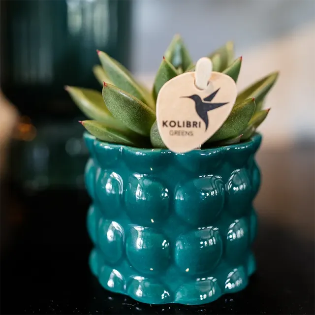 Plant and Stories Cache-pot céramique bulles vert 12 cm brillant