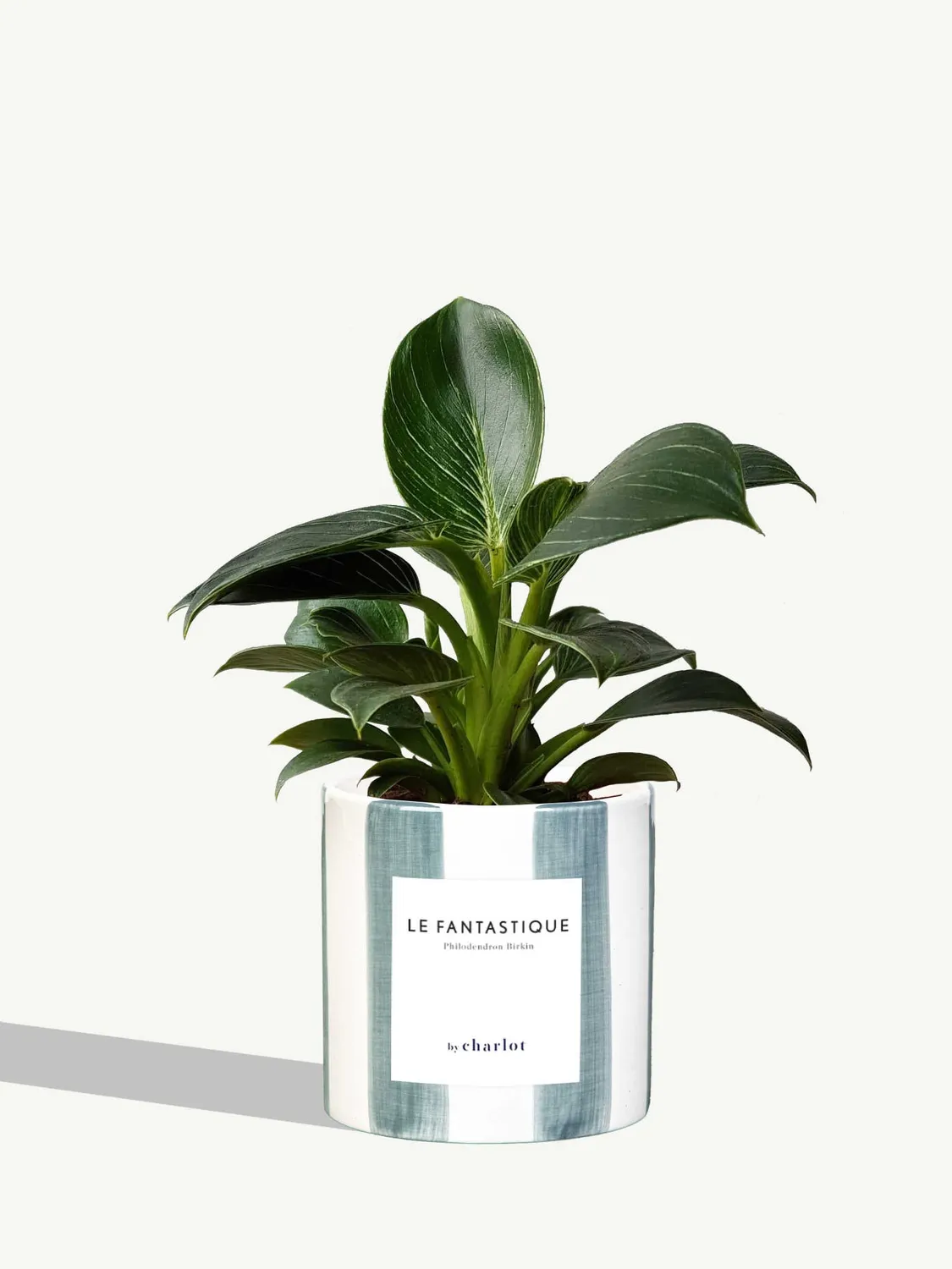 By Charlot Le Fantastique plante peperomia facile 10 cm