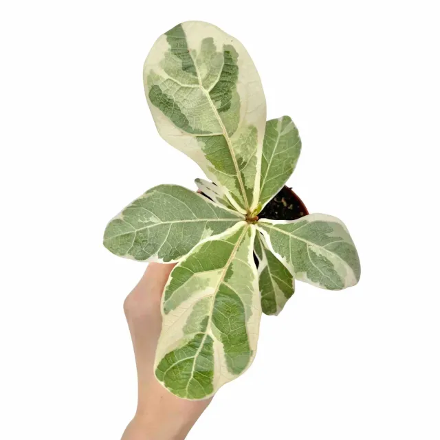 Plant and Stories Ficus Lyrata Variegata intérieur 10,5 cm