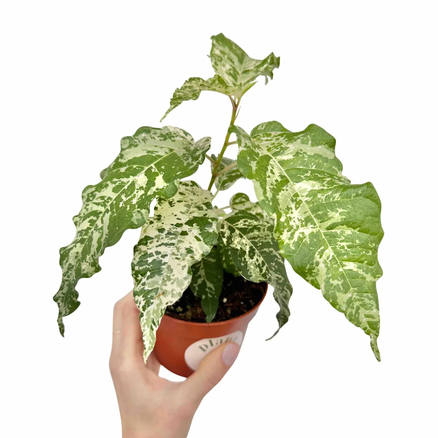 Plant and Stories Ficus Snowstorm plante verte pot 8 cm