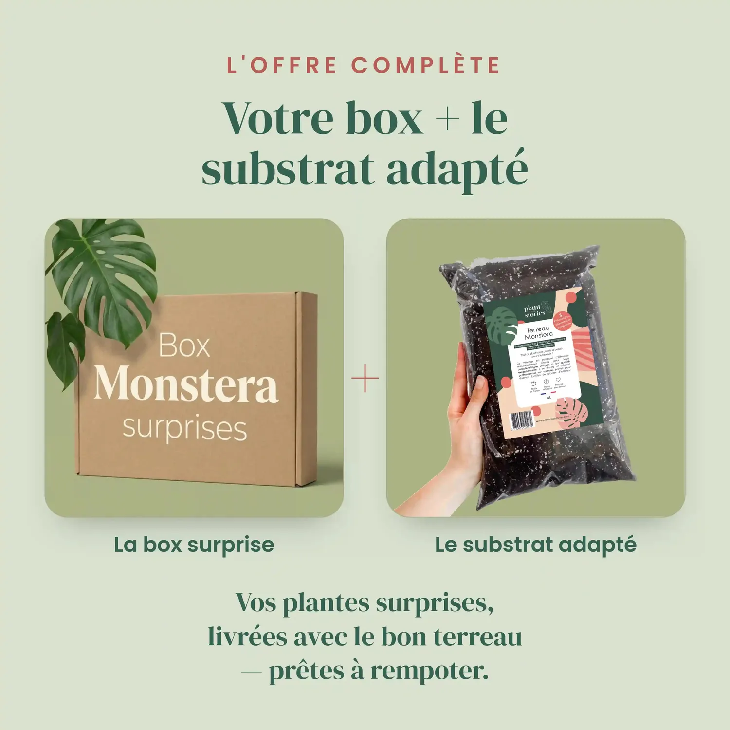 Plant and Stories Box Monstera Mystère pack 3 plantes surprises