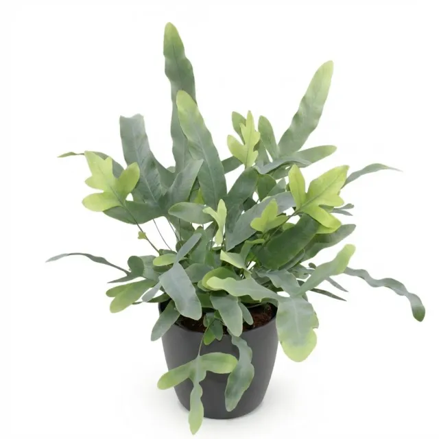 Plant and Stories Blue Star fougère bleue pot 12 cm