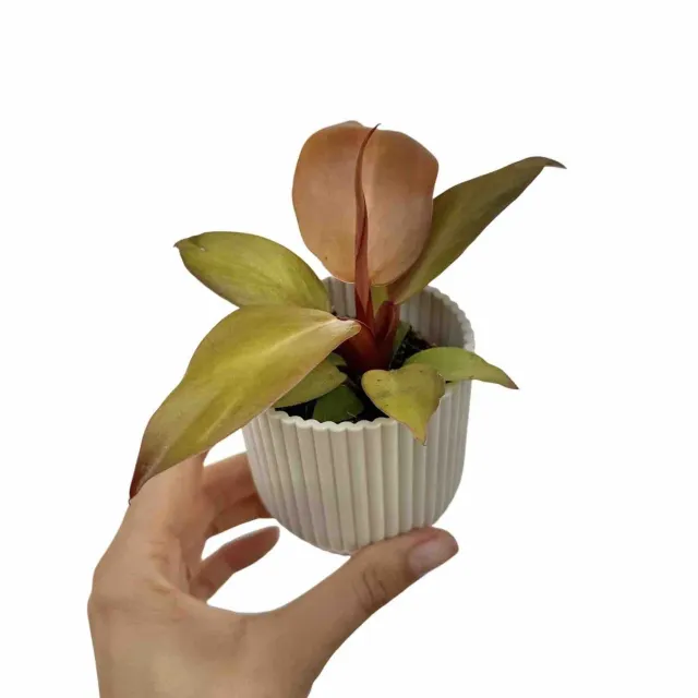 Plant and Stories Philodendron McColley's Finale plante pot 6 cm cuivre