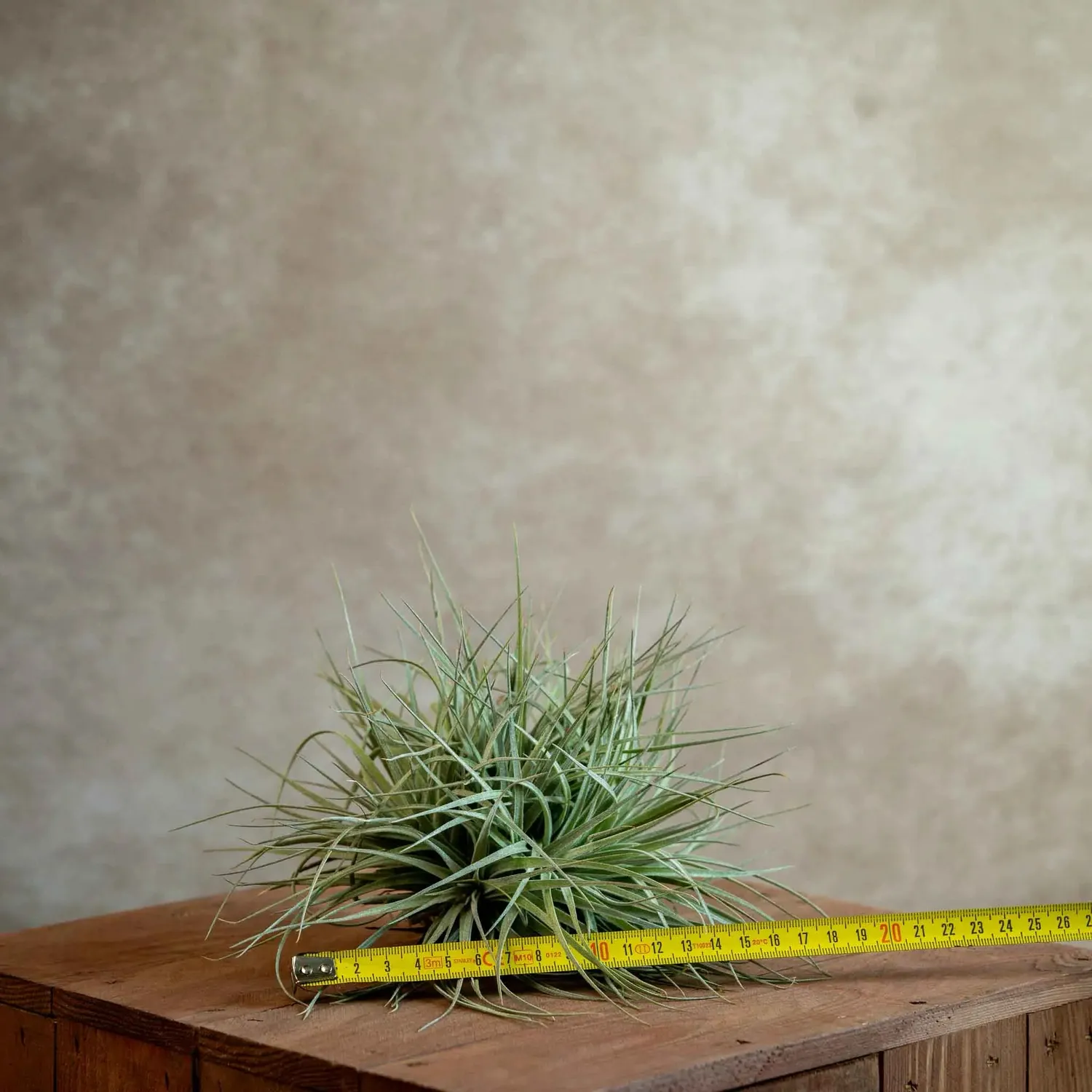 Airplantshop Cotton Candy cluster tillandsia 10-15 cm
