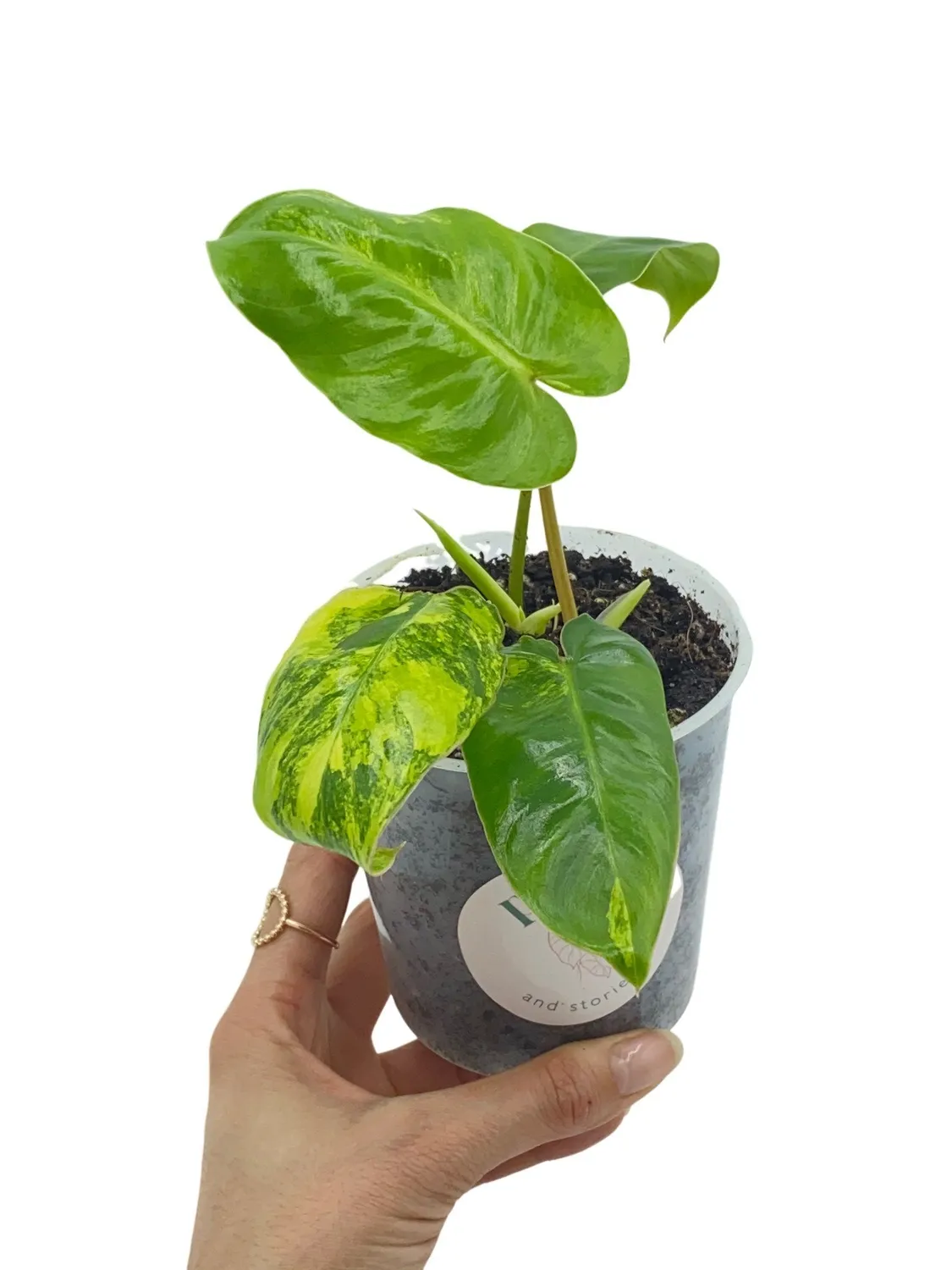 Plant and Stories Burle Marx philodendron panaché 6 cm crème