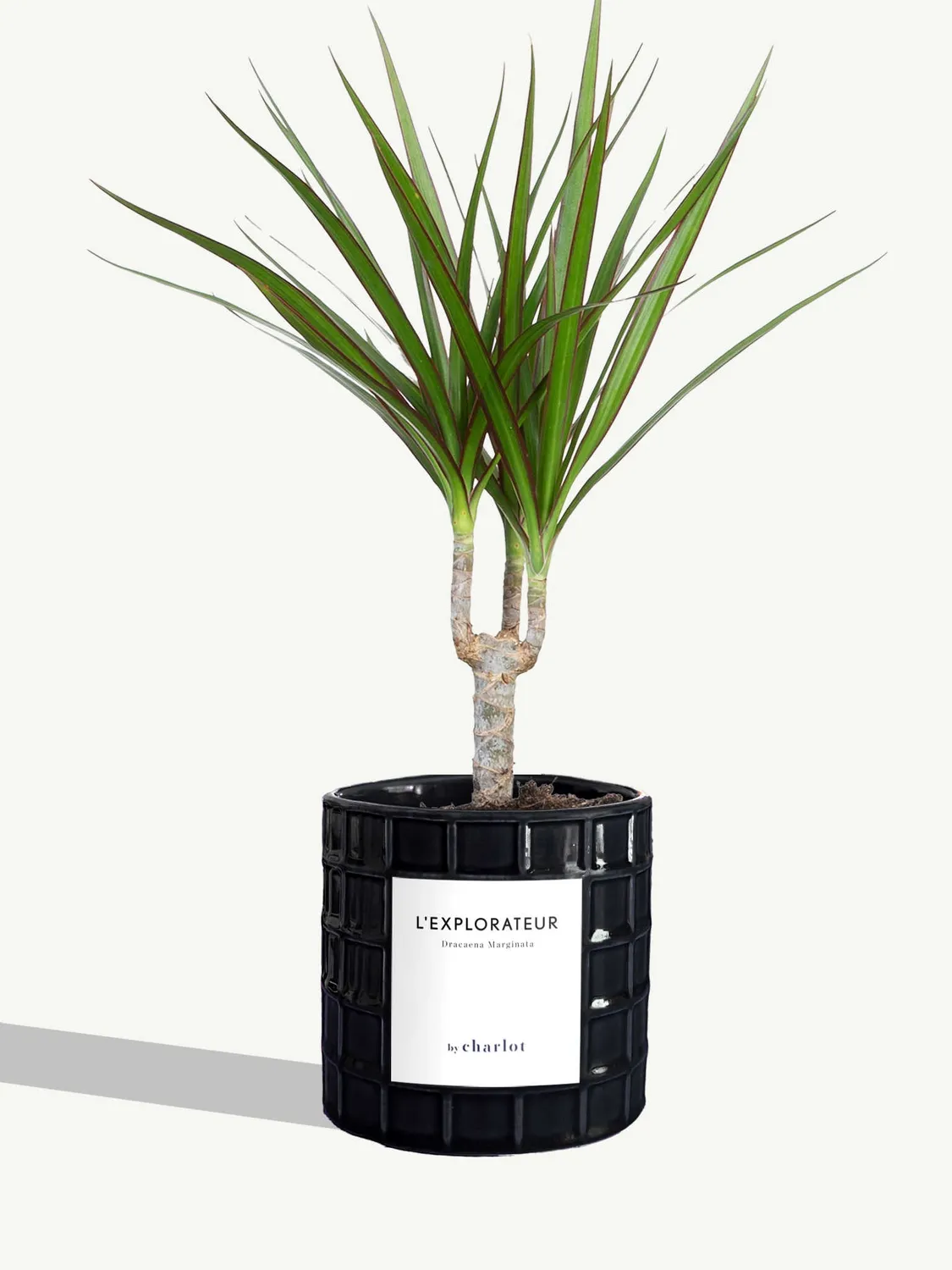 By Charlot L'Explorateur plante Dracaena Marginata S